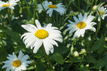 Common cornflower (Leucanthemum vulgare) in the garden on a flower bed
