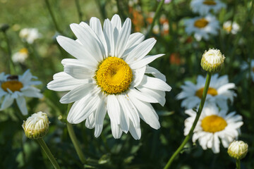 Common cornflower (Leucanthemum vulgare) in the garden on a flower bed