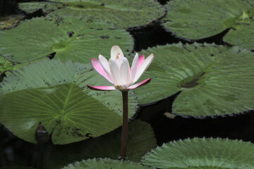 pink water lily