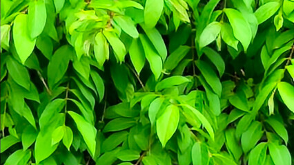 green leaves background