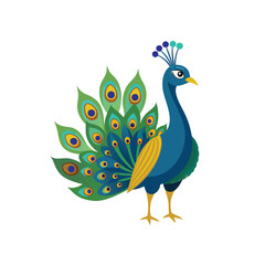 Obraz premium Peacock color Vector Illustration 