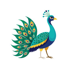 Fototapeta premium Peacock color Vector Illustration 