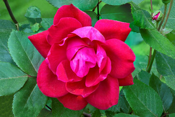 Closeup of lovely flowering rose with bright red petals. Flower photographed against a background of green leaves dusted with tiny specks of pollen.
