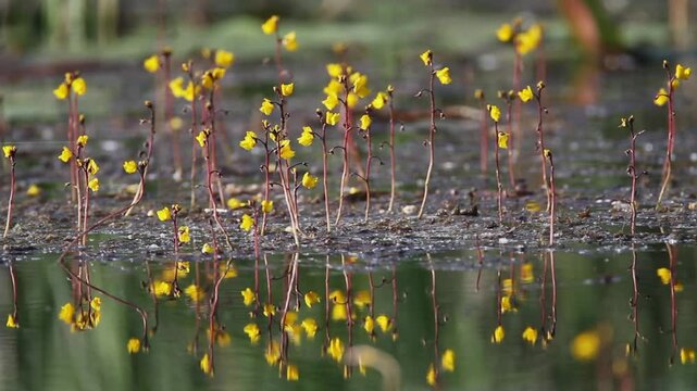 Flowers of the Utricularia vulgaris, an aquatic species of bladderwort