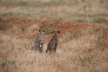 cheetah  in the vast wilderness of Africa © Herbert