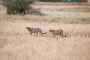 cheetah  in the vast wilderness of Africa © Herbert