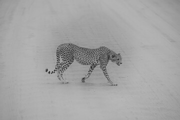 cheetah  in the vast wilderness of Africa © Herbert