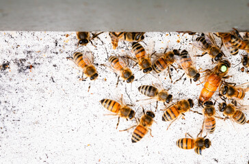 Marked queen honey bee surrounded by worker bees walking into hive 