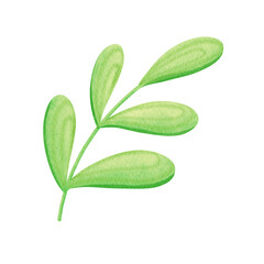 Watercolor green leaf, grass, nature