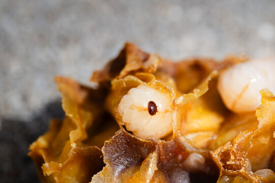 Varroa mite on a honey bee larva