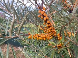 Fototapeta premium A ripe sea buckthorn berry on a tree in summer