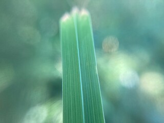 Plants green background for ecology