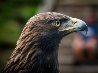 Imperial eagle in the Cabarceno park in Cantabria (Spain)