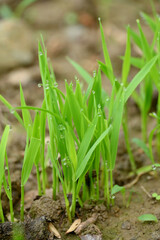 closeup the bunch green ripe paddy plant soil heap and growing in the farm with water drops soft focus natural green brown background.