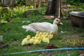 Family Time: Duck and Ducklings