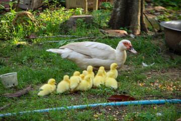 Family Time: Duck and Ducklings