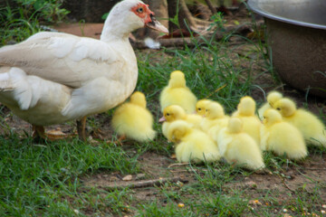 Family Time: Duck and Ducklings