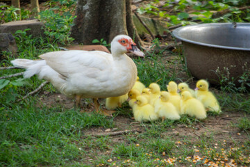 Family Time: Duck and Ducklings