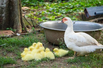 Family Time: Duck and Ducklings