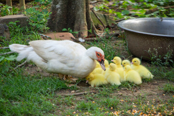 Family Time: Duck and Ducklings