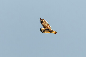 Hibou des marais, Hibou brachyote, Asio flammeus, Short eared Owl, region Pays de Loire; marais Breton; 85, Vendée, Loire Atlantique, France