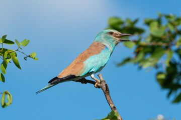 Rollier d'Europe,. Coracias garrulus, European Roller