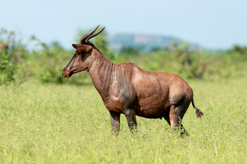 Damalisque, Damaliscus lunatus, Parc national Kruger, Afrique du Sud