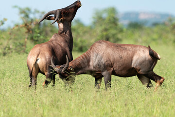Damalisque, Damaliscus lunatus, Parc national Kruger, Afrique du Sud