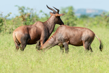 Damalisque, Damaliscus lunatus, Parc national Kruger, Afrique du Sud