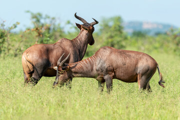 Damalisque, Damaliscus lunatus, Parc national Kruger, Afrique du Sud