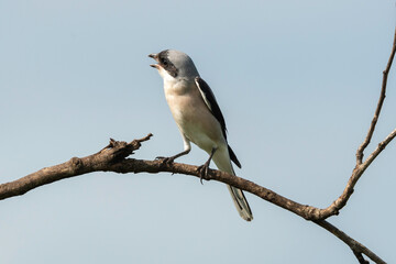 Pie grièche à poitrine rose, .Lanius minor, Lesser Grey Shrike
