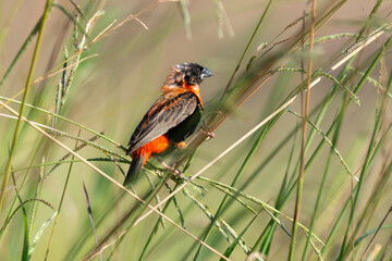 Euplecte ignicolore, male, .Euplectes orix, Southern Red Bishop, Afrique du Sud