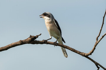 Obraz premium Pie grièche à poitrine rose, .Lanius minor, Lesser Grey Shrike