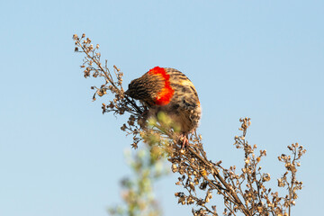 Euplecte ignicolore, male, .Euplectes orix, Southern Red Bishop, Afrique du Sud