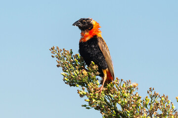 Euplecte ignicolore, male, .Euplectes orix, Southern Red Bishop, Afrique du Sud