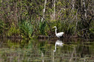 Grande Aigrette,. Ardea alba, Great Egret, Etang aux Moines, Chemin des marais,  Marais de Fontenay, Marais des Basses Vallées de l'Essonne et de la Juine, Essonne, 91, France