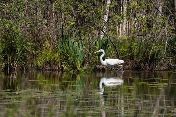 Grande Aigrette,. Ardea alba, Great Egret, Etang aux Moines, Chemin des marais,  Marais de Fontenay, Marais des Basses Vallées de l'Essonne et de la Juine, Essonne, 91, France