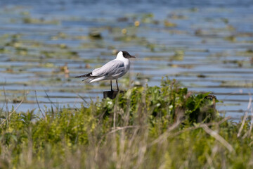 Mouette rieuse,.Chroicocephalus ridibundus, Black headed Gull, Etang aux Moines, Chemin des  marais,  Marais de Fontenay, Marais des Basses Vallées de l'Essonne et de la Juine, Essonne, 91, France