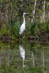Grande Aigrette,. Ardea alba, Great Egret, Etang aux Moines, Chemin des marais,  Marais de Fontenay, Marais des Basses Vallées de l'Essonne et de la Juine, Essonne, 91, France