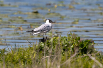 Mouette rieuse,.Chroicocephalus ridibundus, Black headed Gull, Etang aux Moines, Chemin des  marais,  Marais de Fontenay, Marais des Basses Vallées de l'Essonne et de la Juine, Essonne, 91, France