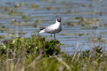Mouette rieuse,.Chroicocephalus ridibundus, Black headed Gull, Etang aux Moines, Chemin des  marais,  Marais de Fontenay, Marais des Basses Vallées de l'Essonne et de la Juine, Essonne, 91, France