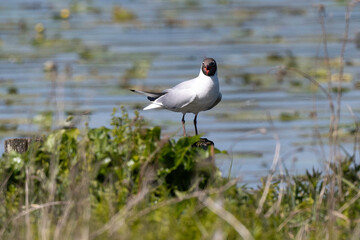 Mouette rieuse,.Chroicocephalus ridibundus, Black headed Gull, Etang aux Moines, Chemin des  marais,  Marais de Fontenay, Marais des Basses Vallées de l'Essonne et de la Juine, Essonne, 91, France