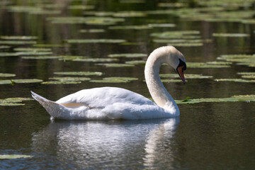 Cygne tuberculé,.Cygnus olor, Mute Swan