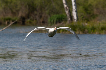 Cygne tuberculé,.Cygnus olor, Mute Swan, Etang aux Moines, Chemin des marais,  Marais de Fontenay, Marais des Basses Vallées de l'Essonne et de la Juine, Essonne, 91, France
