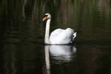 Fototapeta premium Cygne tuberculé,.Cygnus olor, Mute Swan