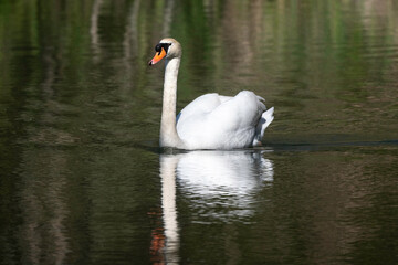 Cygne tuberculé,.Cygnus olor, Mute Swan
