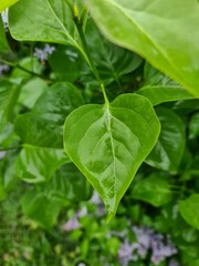fresh green leave - close up photography
