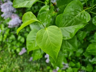 green leaves - close up photography