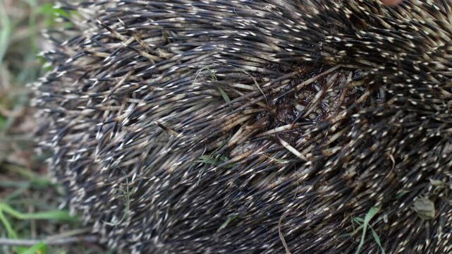 First aid for an infected hedgehog with miasis on its back among its needles, parasites, infectious diseases.