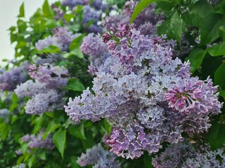 lilac blossom with green leaves, close up - Berlin Treptow/Köpenick Photography